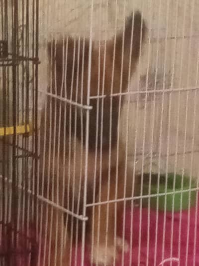 this is dog exchange for a shitzu