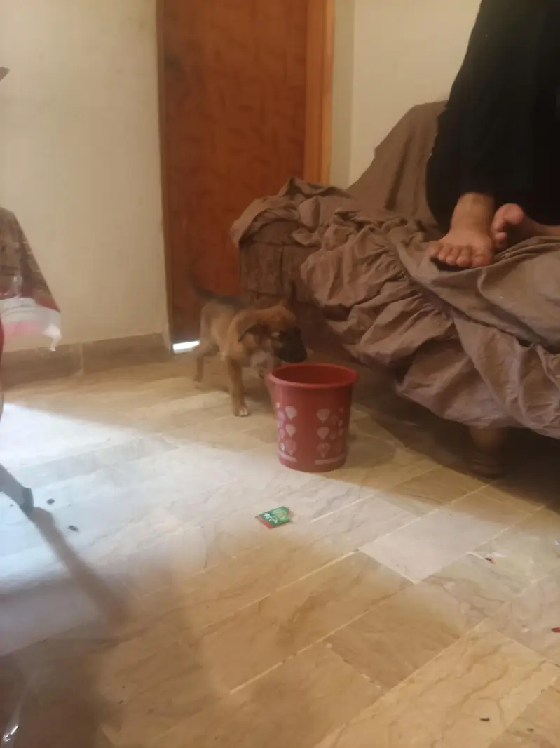 this is dog exchange for a shitzu — photo 3
