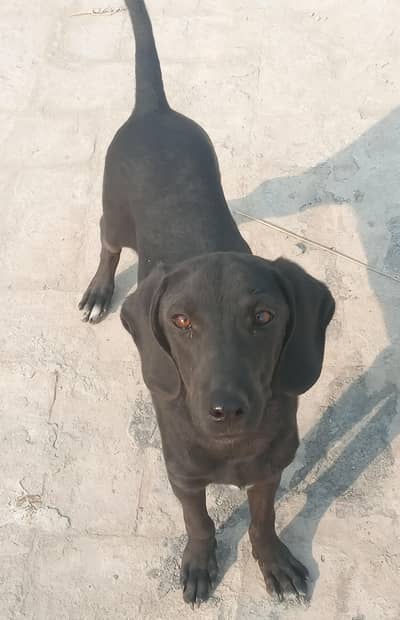 Labpointer (exchange possible with Male Russian)