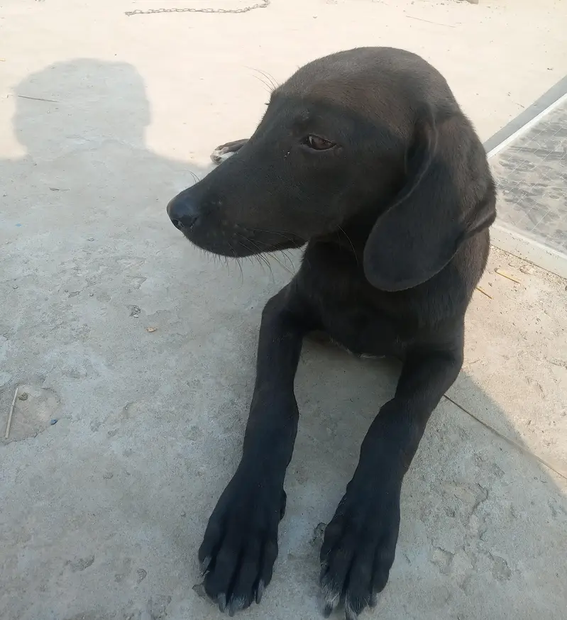 Labpointer (exchange possible with Male Russian) — photo 7