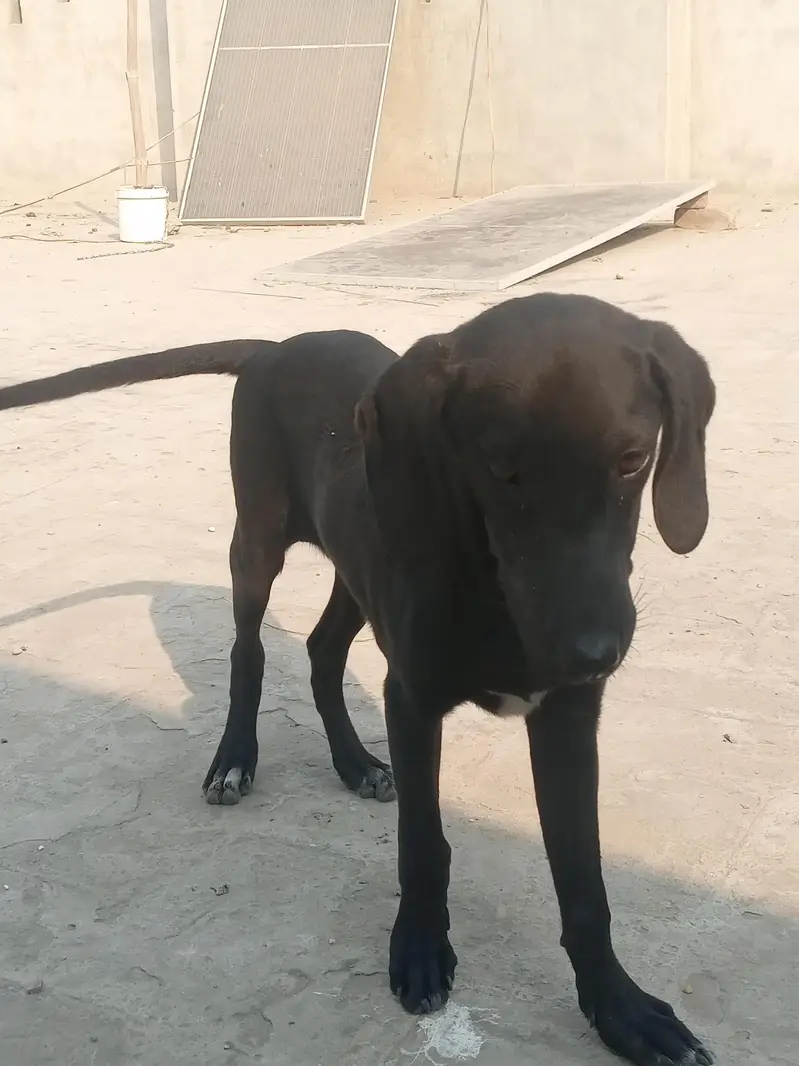 Labpointer (exchange possible with Male Russian) — photo 9