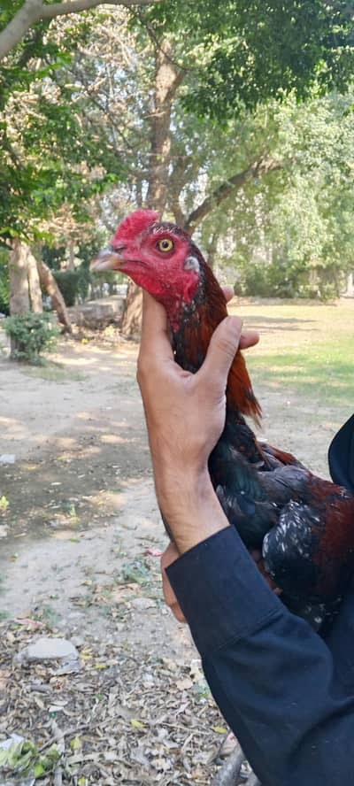 burmi x Pakistani cross patha available watsaap 03494730621