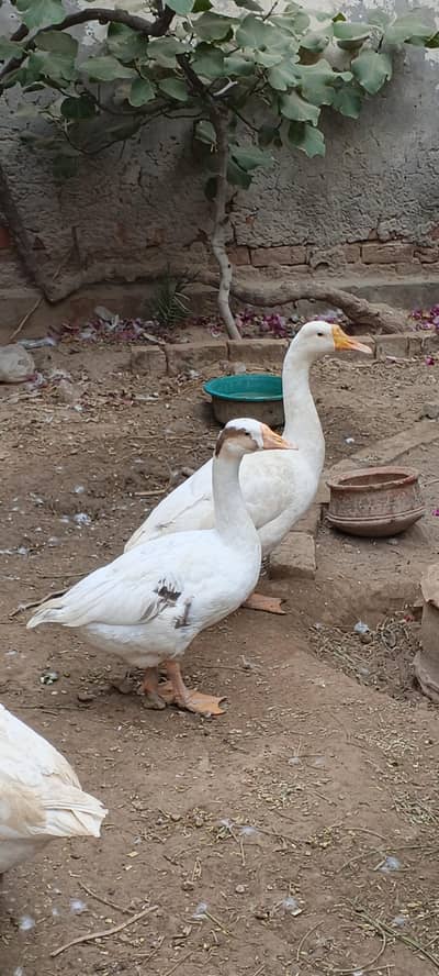 Ducks Big size and beautiful