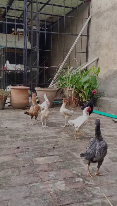 Ko Shamo Chicks