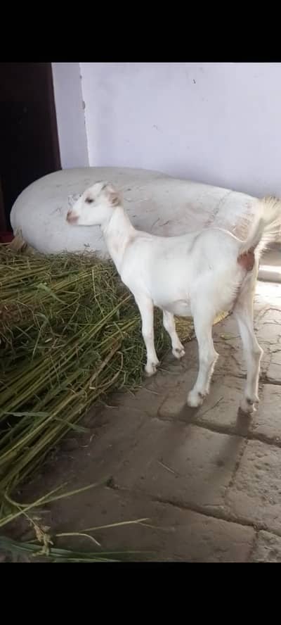رشین ٹیڈی سفید رنگ فی میل