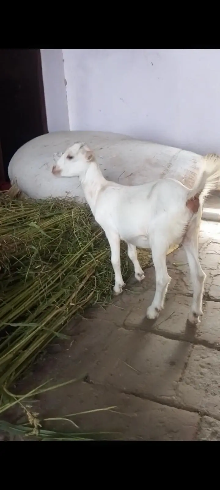رشین ٹیڈی سفید رنگ فی میل