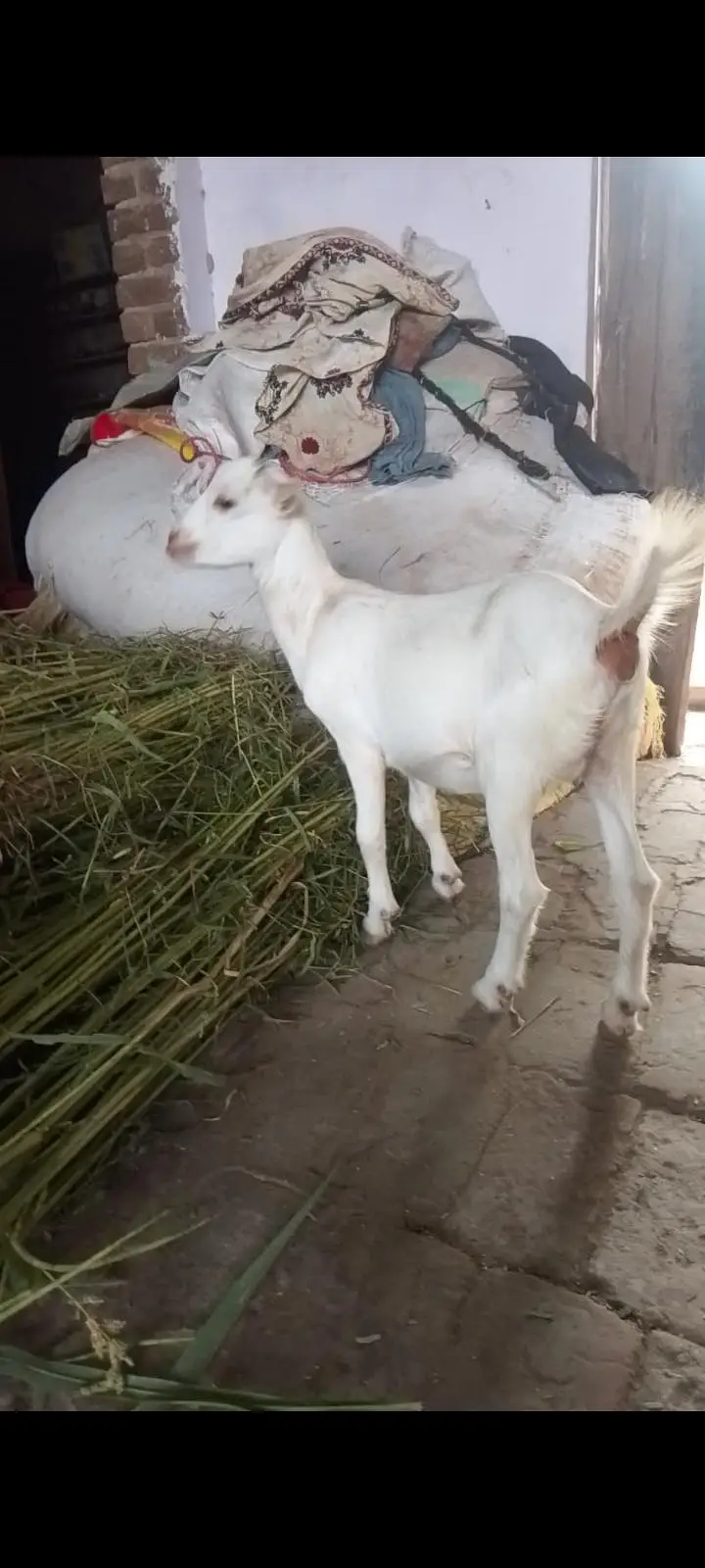 رشین ٹیڈی سفید رنگ فی میل — photo 2