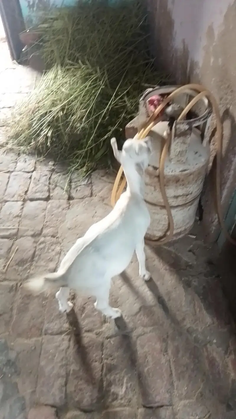 رشین ٹیڈی سفید رنگ فی میل — photo 3
