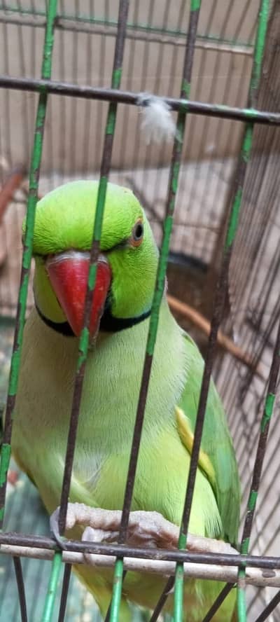 Green ringneck talking parrot