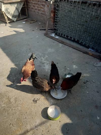 golden misri hens for sale . . . . egg laying hens