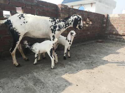 HEALTHY ACTIVE BAKRI