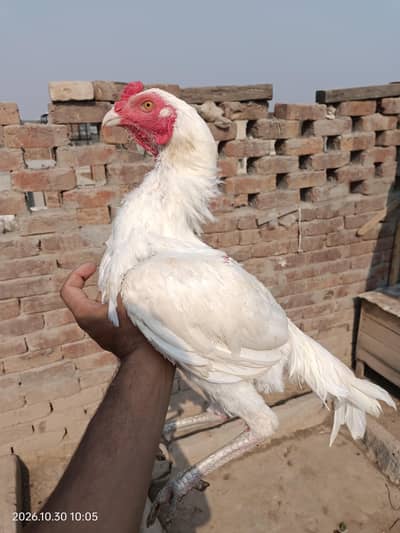aseel Heera