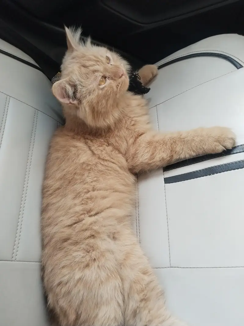 Adorable Cream Persian Cat with a Fluffy Double Coat