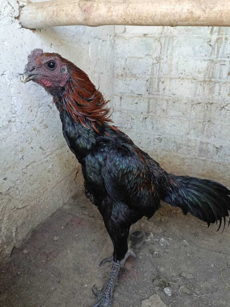 Dragon  breed available 0