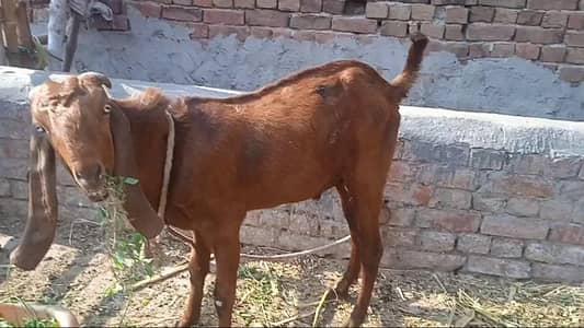 Nagra Breader Bakra | Bakra for Qurbani Donda Bakra