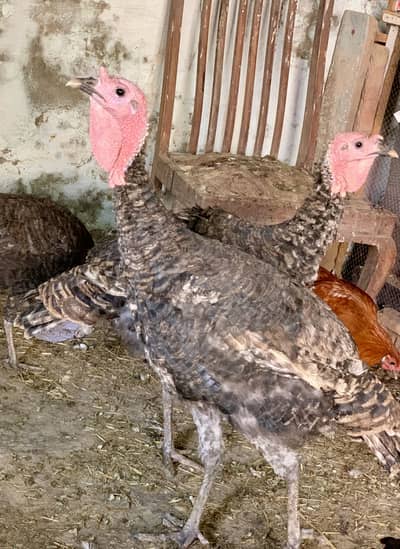 Turkey Birds for sale