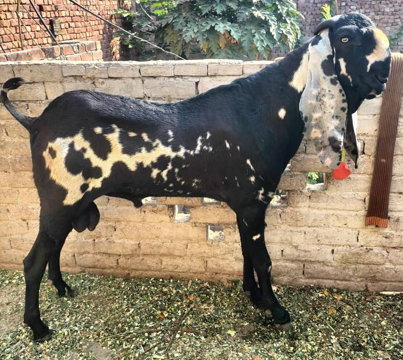Beetal Bakra Breader 0