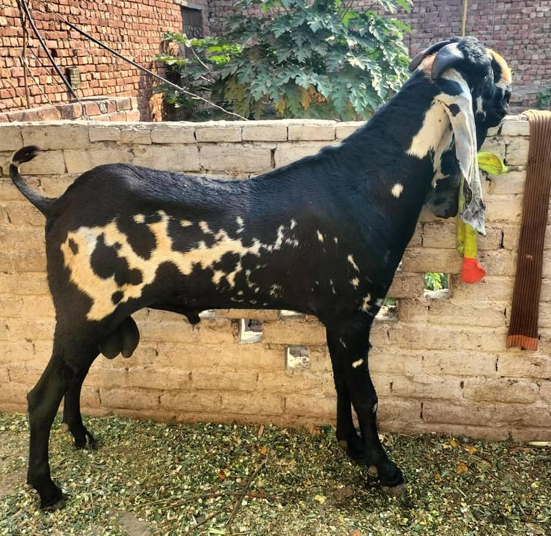 Beetal Bakra Breader 1