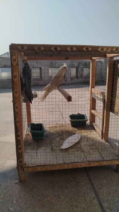 Cocktail Breeder Pair Charcoal + Semi Tamed Eno Red Eye With Cage Box