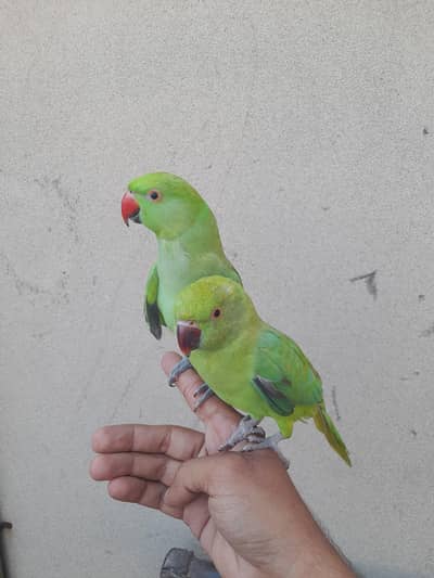 parrot pair