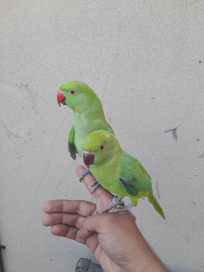 parrot pair 0