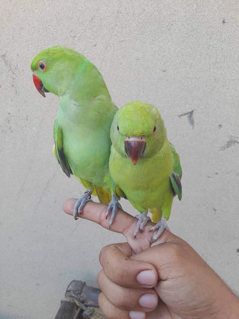 parrot pair 1