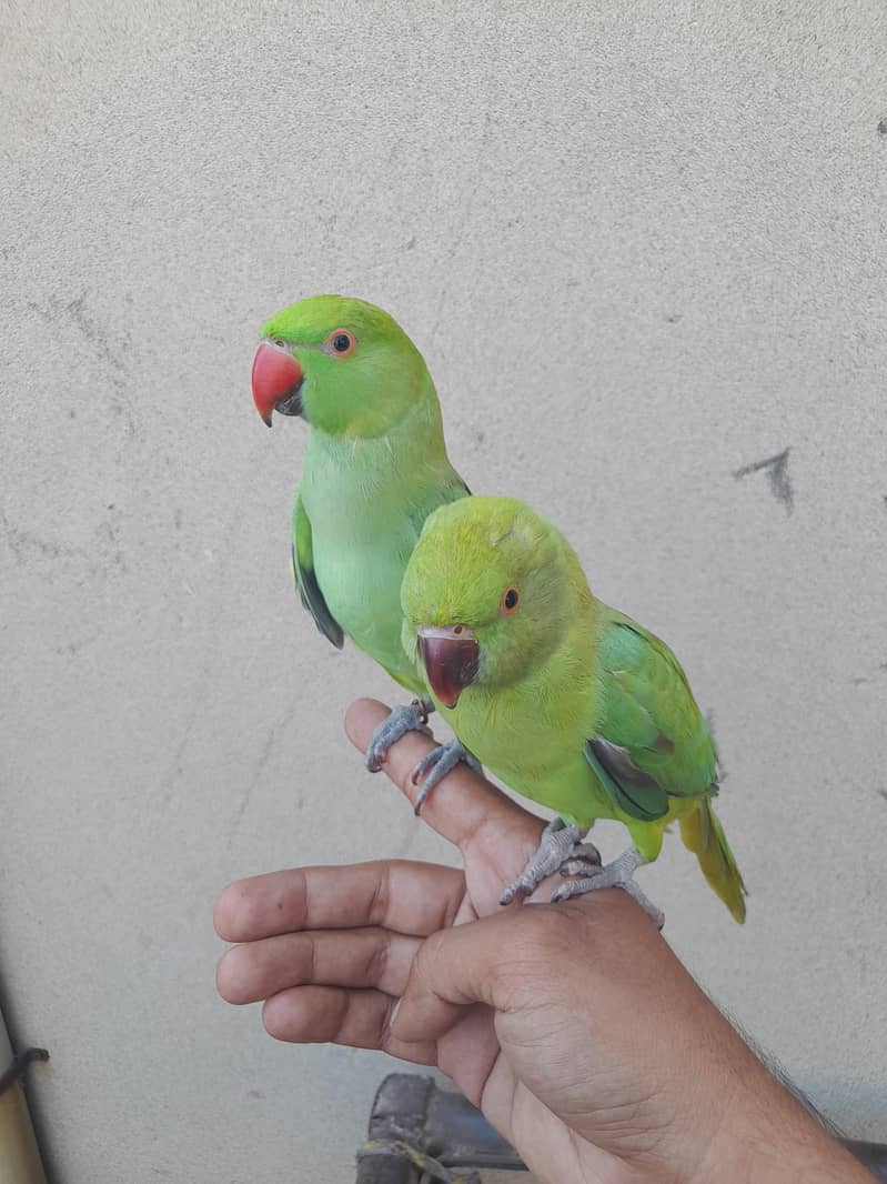 parrot pair 2