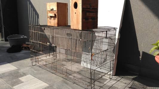 love bird cage