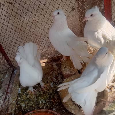 pigeons