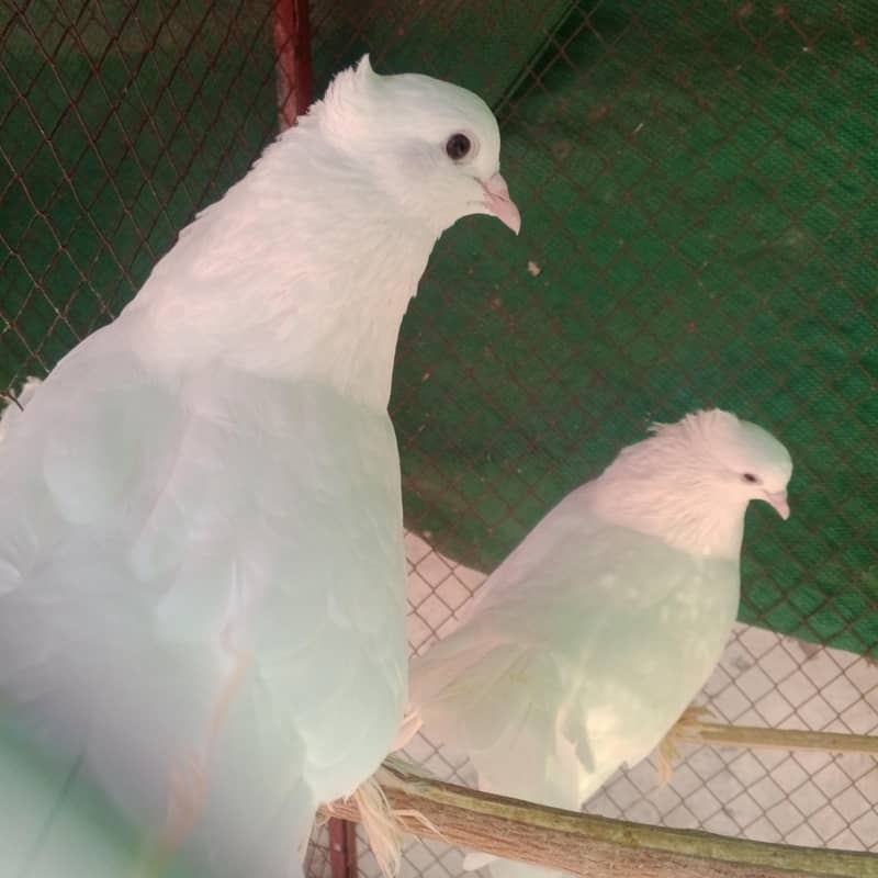 pigeons 1
