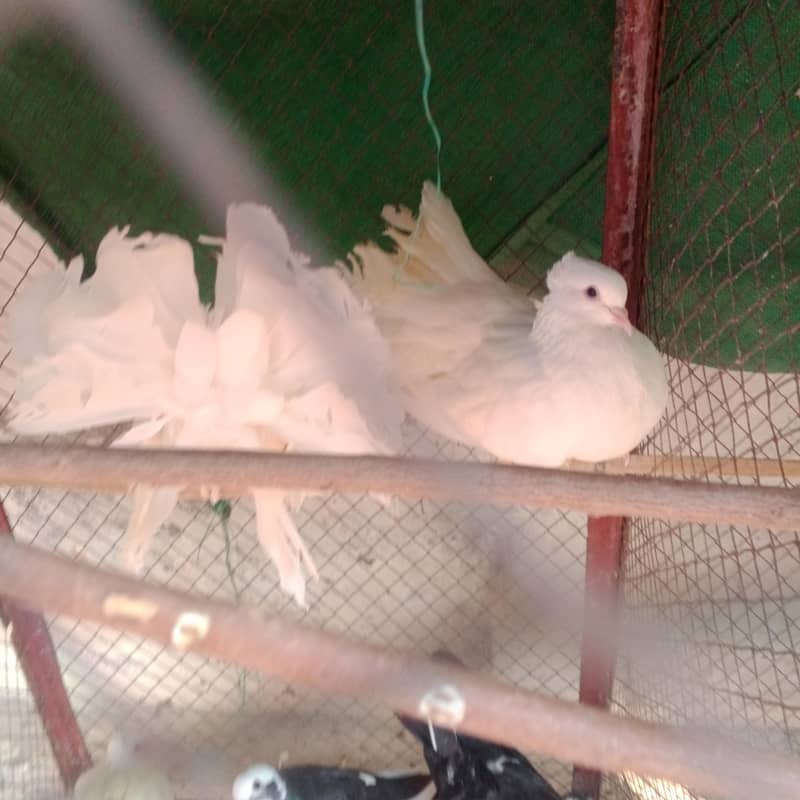 pigeons 3