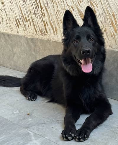 Black German Shepherd Long Coat Male Puppy