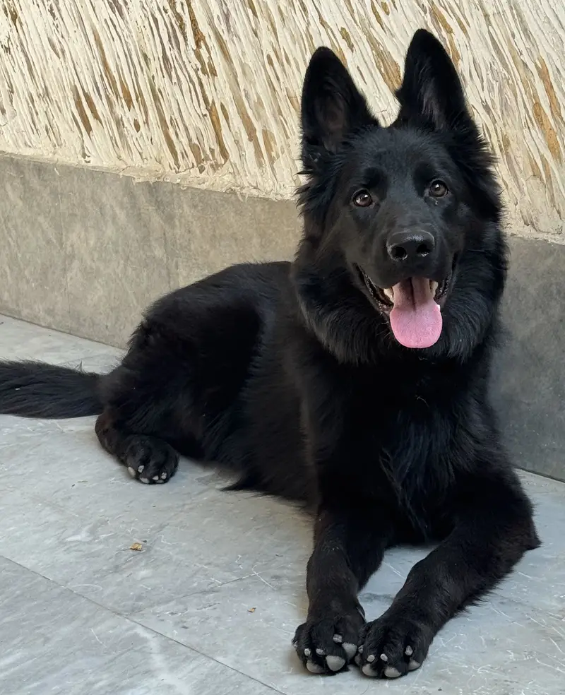 Black German Shepherd Long Coat Male Puppy