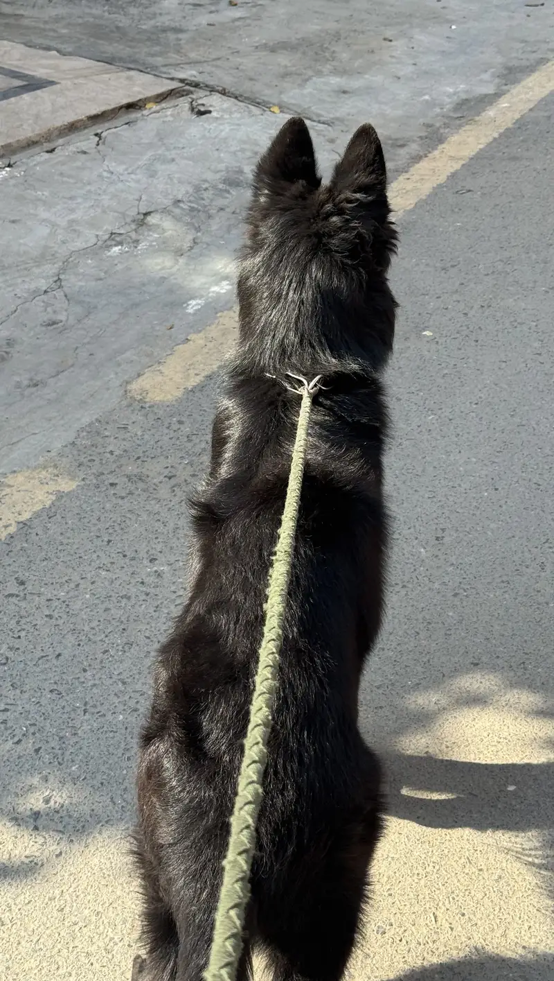 Black German Shepherd Long Coat Male Puppy — photo 2