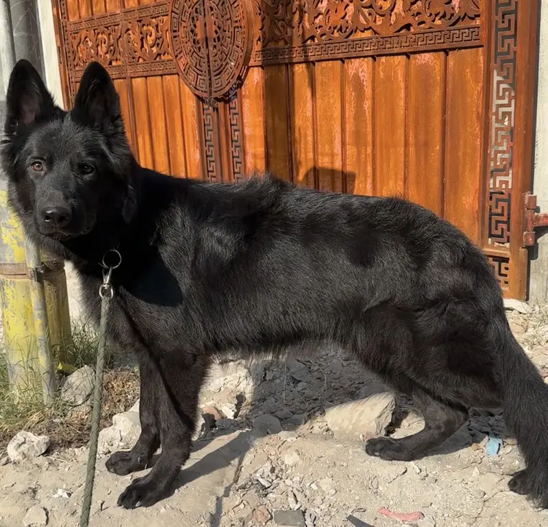 Black German Shepherd Long Coat Male Puppy — photo 3