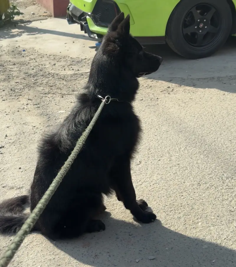 Black German Shepherd Long Coat Male Puppy — photo 4