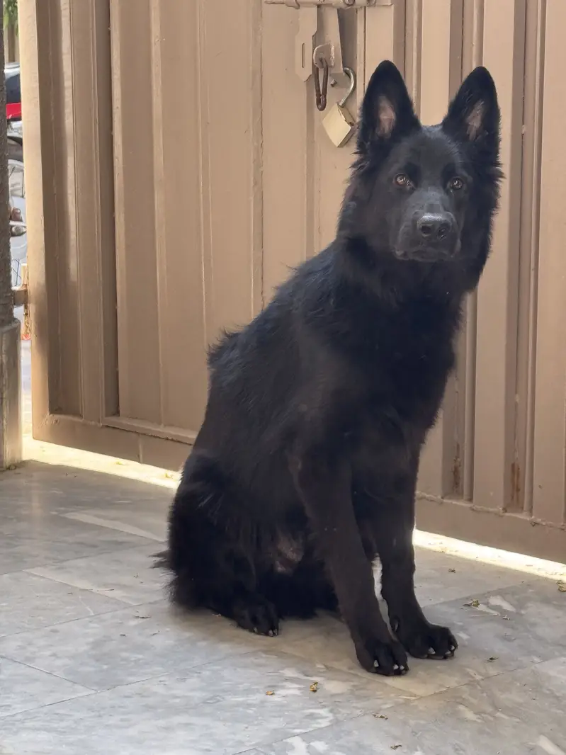 Black German Shepherd Long Coat Male Puppy — photo 5