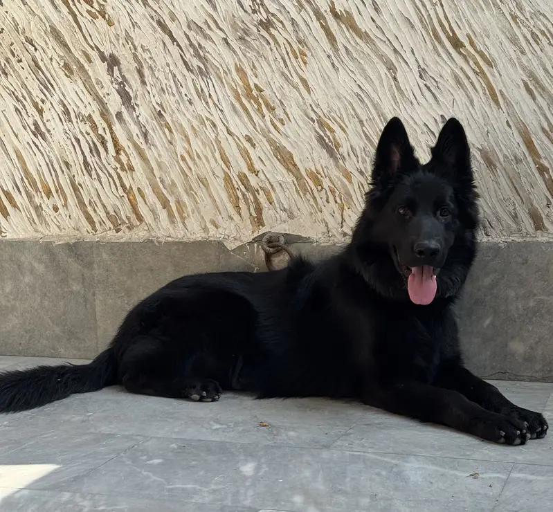 Black German Shepherd Long Coat Male Puppy — photo 6