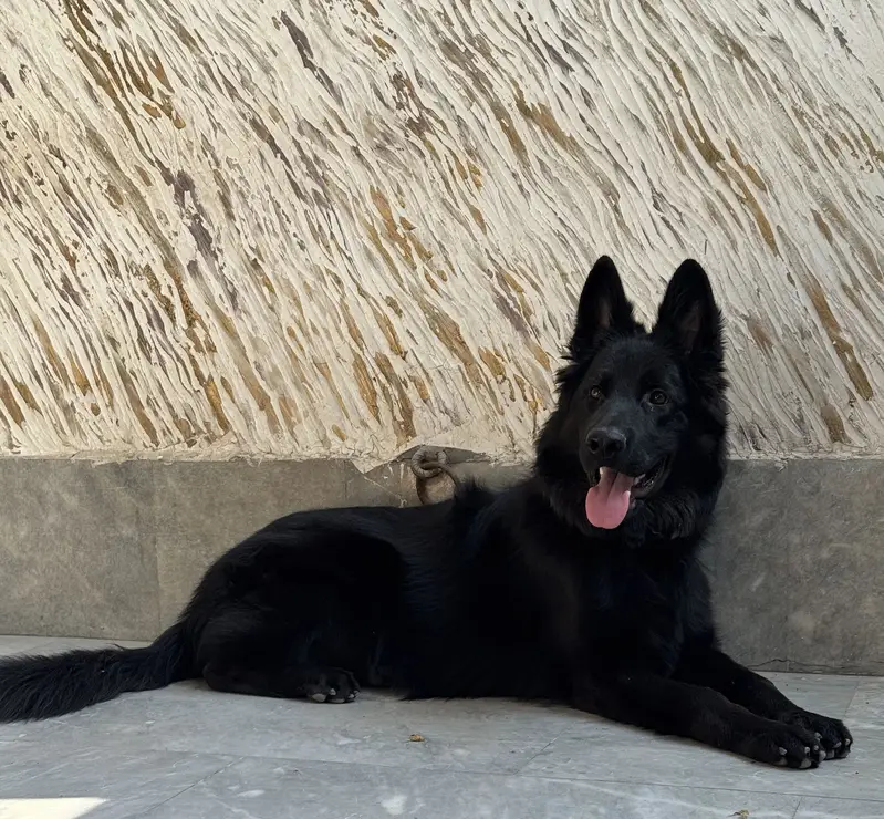 Black German Shepherd Long Coat Male Puppy — photo 7