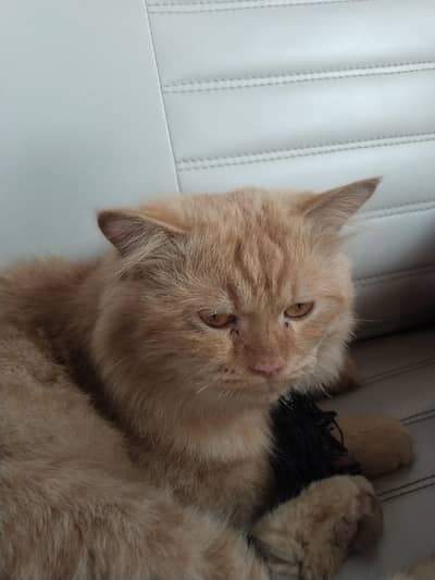 Adorable Cream Persian Cat with a Fluffy Double Coat