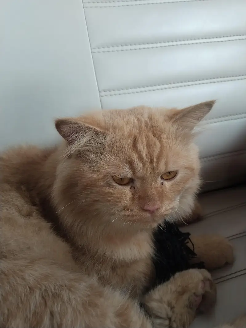 Adorable Cream Persian Cat with a Fluffy Double Coat