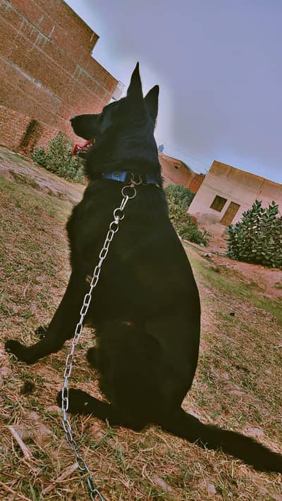 GSD Stock Coat Quality Male Looking For New Home0/3/0/6/8/6/2/6/5/3/0