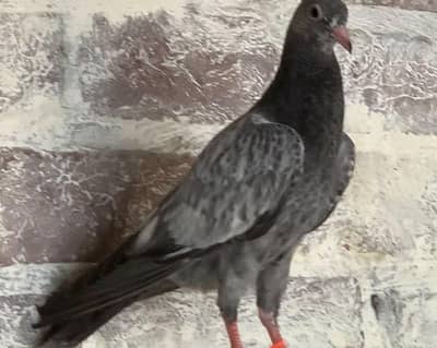 BREADER PAIRS BABY PIOGENS