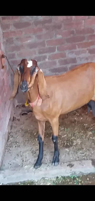 dasi bakri gaban