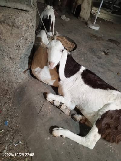 kamoori cross breed
