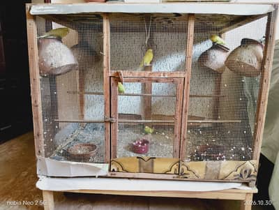 Big Size Bird Cage with Parrots