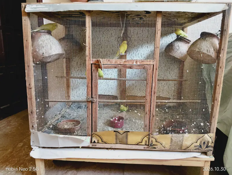 Big Size Bird Cage with Parrots