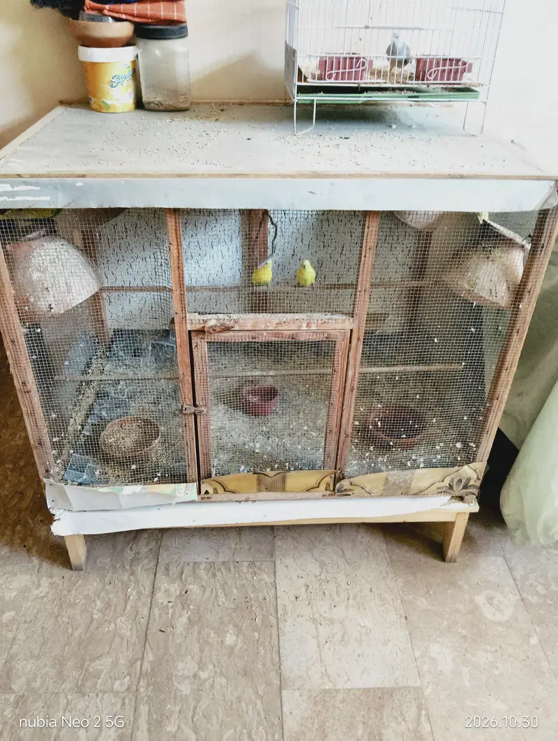 Big Size Bird Cage with Parrots — photo 2