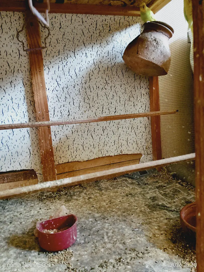 Big Size Bird Cage with Parrots — photo 4