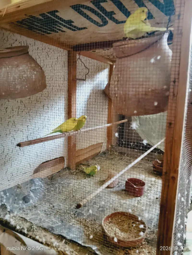 Big Size Bird Cage with Parrots — photo 5